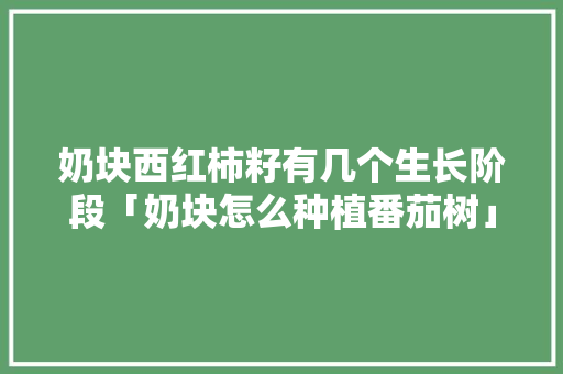 奶块西红柿籽有几个生长阶段「奶块怎么种植番茄树」