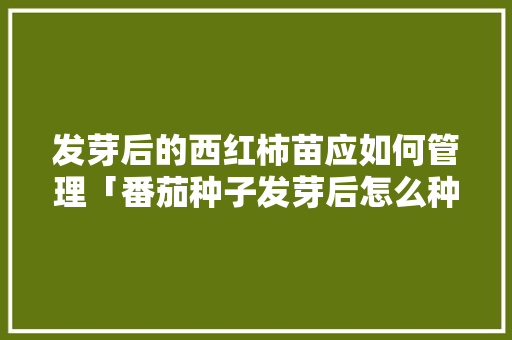 发芽后的西红柿苗应如何管理「番茄种子发芽后怎么种植视频」 发芽后的西红柿苗应如何管理「番茄种子发芽后怎么种植视频」 花朵知识