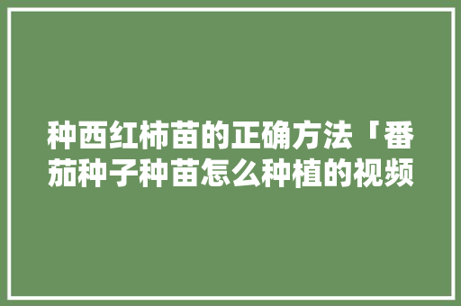 种西红柿苗的正确方法「番茄种子种苗怎么种植的视频」 种西红柿苗的正确方法「番茄种子种苗怎么种植的视频」 番茄种植技巧