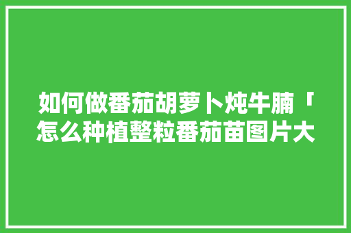 如何做番茄胡萝卜炖牛腩「怎么种植整粒番茄苗图片大全」