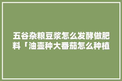 五谷杂粮豆浆怎么发酵做肥料「油壶种大番茄怎么种植视频」