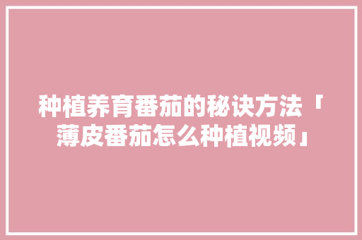 种植养育番茄的秘诀方法「薄皮番茄怎么种植视频」 种植养育番茄的秘诀方法「薄皮番茄怎么种植视频」 农业常识