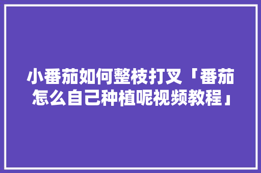 小番茄如何整枝打叉「番茄怎么自己种植呢视频教程」 小番茄如何整枝打叉「番茄怎么自己种植呢视频教程」 番茄种植技巧