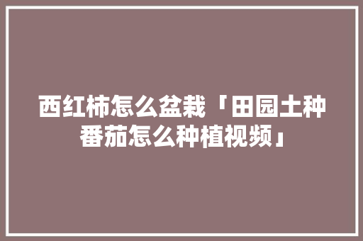 西红柿怎么盆栽「田园土种番茄怎么种植视频」 西红柿怎么盆栽「田园土种番茄怎么种植视频」 花朵知识