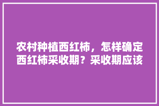 农村种植西红柿，怎样确定西红柿采收期？采收期应该掌握哪些技术「海南怎么种植番茄树视频教程」 农村种植西红柿，怎样确定西红柿采收期？采收期应该掌握哪些技术「海南怎么种植番茄树视频教程」 植物种类
