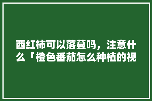 西红柿可以落蔓吗，注意什么「橙色番茄怎么种植的视频教程」 西红柿可以落蔓吗，注意什么「橙色番茄怎么种植的视频教程」 花朵知识