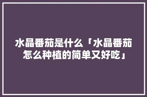 水晶番茄是什么「水晶番茄怎么种植的简单又好吃」 水晶番茄是什么「水晶番茄怎么种植的简单又好吃」 植物种类