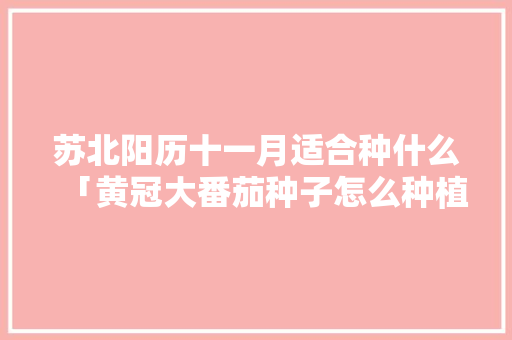 苏北阳历十一月适合种什么「黄冠大番茄种子怎么种植视频」 苏北阳历十一月适合种什么「黄冠大番茄种子怎么种植视频」 农业常识