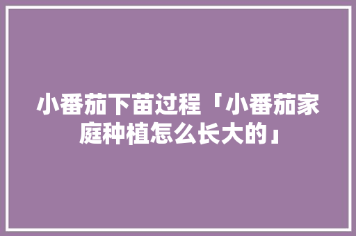 小番茄下苗过程「小番茄家庭种植怎么长大的」 小番茄下苗过程「小番茄家庭种植怎么长大的」 种植技巧