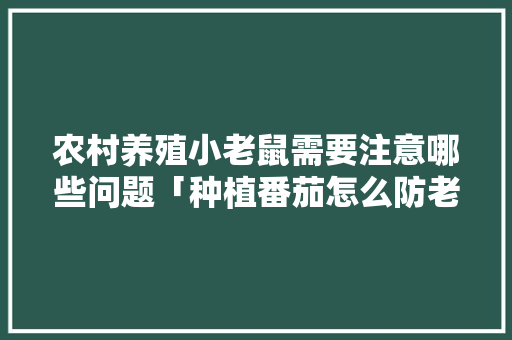农村养殖小老鼠需要注意哪些问题「种植番茄怎么防老鼠咬伤呢」 农村养殖小老鼠需要注意哪些问题「种植番茄怎么防老鼠咬伤呢」 土壤施肥