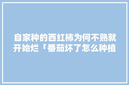自家种的西红柿为何不熟就开始烂「番茄坏了怎么种植的呢视频」 自家种的西红柿为何不熟就开始烂「番茄坏了怎么种植的呢视频」 花朵知识