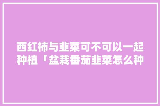 西红柿与韭菜可不可以一起种植「盆栽番茄韭菜怎么种植视频」 西红柿与韭菜可不可以一起种植「盆栽番茄韭菜怎么种植视频」 农业常识