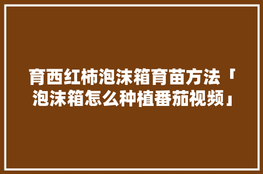 育西红柿泡沫箱育苗方法「泡沫箱怎么种植番茄视频」