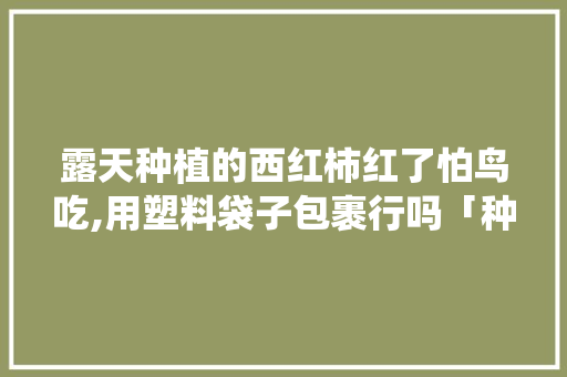 露天种植的西红柿红了怕鸟吃,用塑料袋子包裹行吗「种植番茄怎么防虫害」