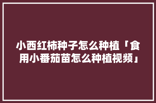 小西红柿种子怎么种植「食用小番茄苗怎么种植视频」 小西红柿种子怎么种植「食用小番茄苗怎么种植视频」 土壤施肥