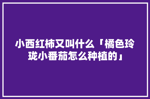小西红柿又叫什么「橘色玲珑小番茄怎么种植的」 小西红柿又叫什么「橘色玲珑小番茄怎么种植的」 番茄种植技巧