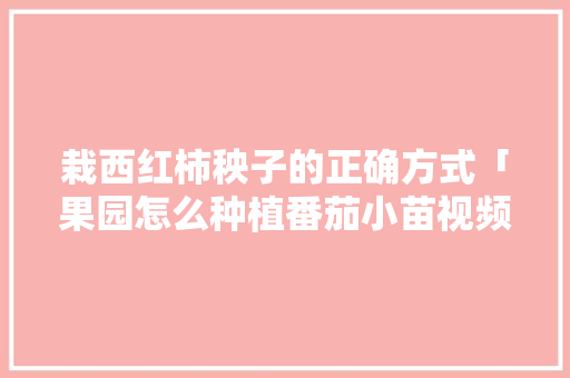 栽西红柿秧子的正确方式「果园怎么种植番茄小苗视频」 栽西红柿秧子的正确方式「果园怎么种植番茄小苗视频」 花朵知识