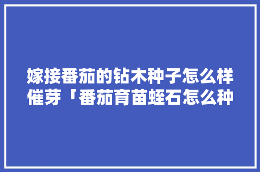嫁接番茄的钻木种子怎么样催芽「番茄育苗蛭石怎么种植视频」 嫁接番茄的钻木种子怎么样催芽「番茄育苗蛭石怎么种植视频」 种植技巧