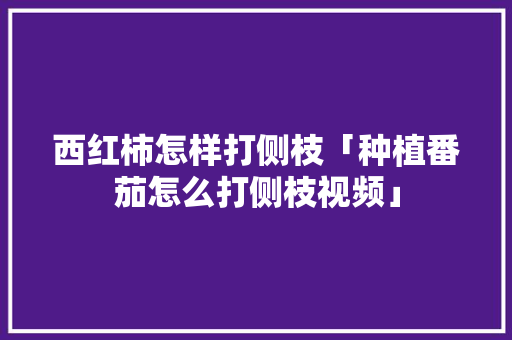西红柿怎样打侧枝「种植番茄怎么打侧枝视频」