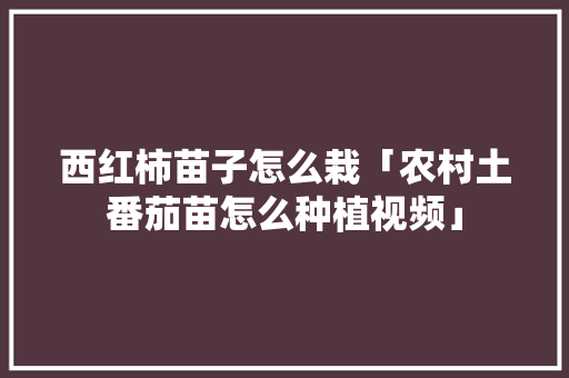 西红柿苗子怎么栽「农村土番茄苗怎么种植视频」 番茄病虫害防治 西红柿苗子怎么栽「农村土番茄苗怎么种植视频」 西红柿苗子怎么栽「农村土番茄苗怎么种植视频」 番茄病虫害防治