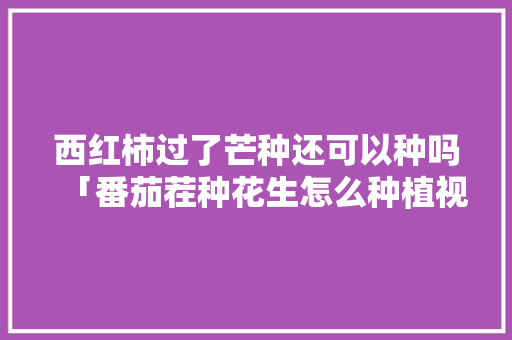 西红柿过了芒种还可以种吗「番茄茬种花生怎么种植视频」