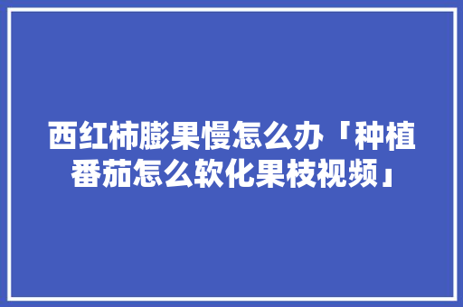 西红柿膨果慢怎么办「种植番茄怎么软化果枝视频」 西红柿膨果慢怎么办「种植番茄怎么软化果枝视频」 种植技巧