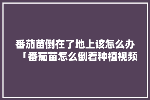 番茄苗倒在了地上该怎么办「番茄苗怎么倒着种植视频」 番茄苗倒在了地上该怎么办「番茄苗怎么倒着种植视频」 番茄病虫害防治