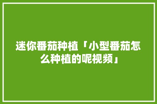 迷你番茄种植「小型番茄怎么种植的呢视频」 迷你番茄种植「小型番茄怎么种植的呢视频」 番茄种植技巧