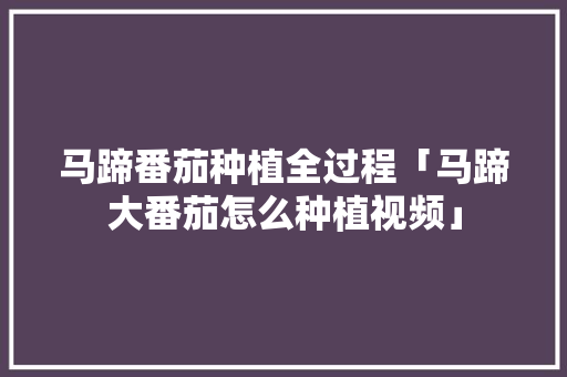 马蹄番茄种植全过程「马蹄大番茄怎么种植视频」 马蹄番茄种植全过程「马蹄大番茄怎么种植视频」 番茄种植技巧
