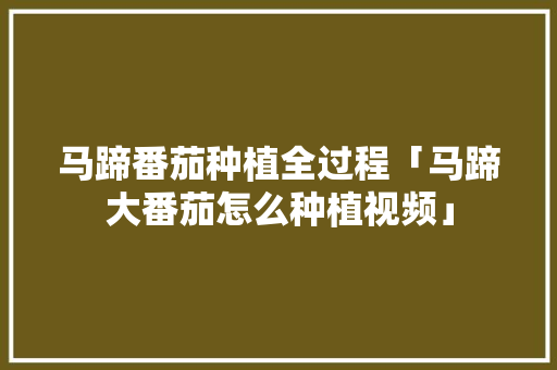 马蹄番茄种植全过程「马蹄大番茄怎么种植视频」 马蹄番茄种植全过程「马蹄大番茄怎么种植视频」 种植技巧