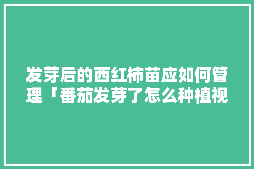 发芽后的西红柿苗应如何管理「番茄发芽了怎么种植视频」 发芽后的西红柿苗应如何管理「番茄发芽了怎么种植视频」 植物种类