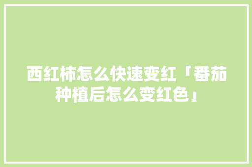 西红柿怎么快速变红「番茄种植后怎么变红色」 西红柿怎么快速变红「番茄种植后怎么变红色」 土壤施肥