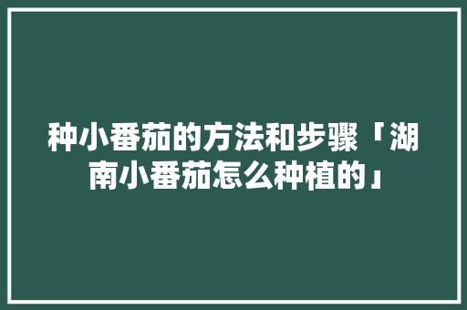 种小番茄的方法和步骤「湖南小番茄怎么种植的」 种小番茄的方法和步骤「湖南小番茄怎么种植的」 植物种类