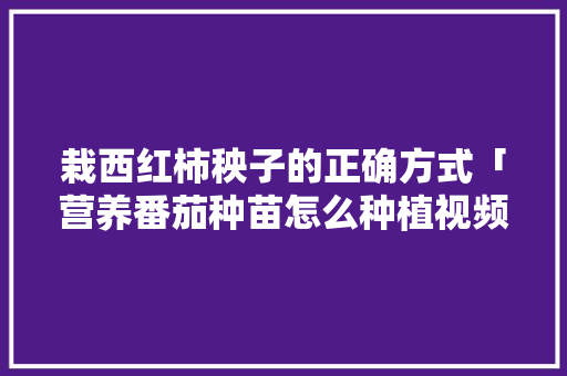 栽西红柿秧子的正确方式「营养番茄种苗怎么种植视频」 栽西红柿秧子的正确方式「营养番茄种苗怎么种植视频」 番茄种植技巧