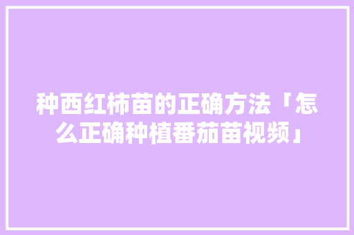 种西红柿苗的正确方法「怎么正确种植番茄苗视频」 种西红柿苗的正确方法「怎么正确种植番茄苗视频」 番茄病虫害防治