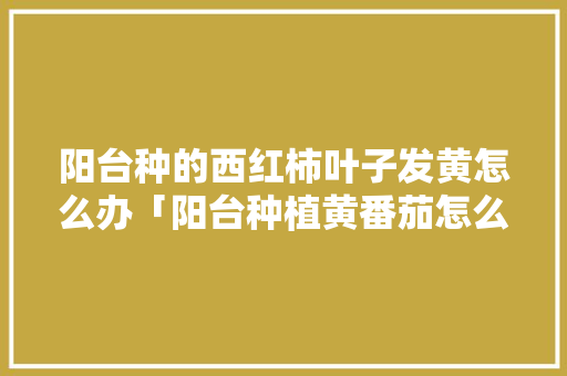 阳台种的西红柿叶子发黄怎么办「阳台种植黄番茄怎么种植的」 农业常识 阳台种的西红柿叶子发黄怎么办「阳台种植黄番茄怎么种植的」 阳台种的西红柿叶子发黄怎么办「阳台种植黄番茄怎么种植的」 农业常识