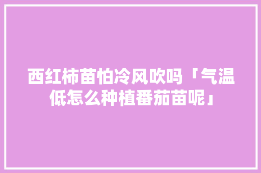 西红柿苗怕冷风吹吗「气温低怎么种植番茄苗呢」 西红柿苗怕冷风吹吗「气温低怎么种植番茄苗呢」 花朵知识