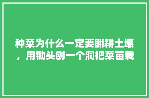 种菜为什么一定要翻耕土壤，用锄头刨一个洞把菜苗栽进去不就完了吗「蔬菜种植小技巧不用土壤可以吗」