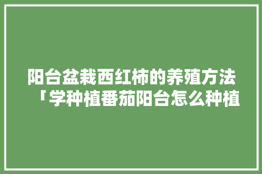 阳台盆栽西红柿的养殖方法「学种植番茄阳台怎么种植」 阳台盆栽西红柿的养殖方法「学种植番茄阳台怎么种植」 农业常识