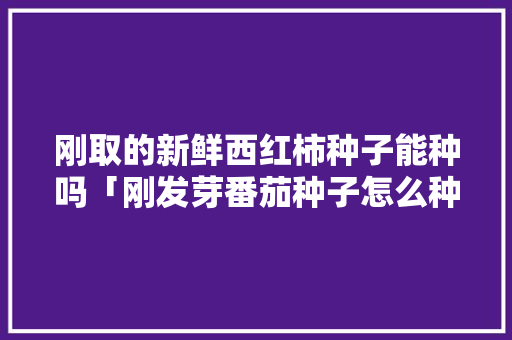 刚取的新鲜西红柿种子能种吗「刚发芽番茄种子怎么种植视频」 刚取的新鲜西红柿种子能种吗「刚发芽番茄种子怎么种植视频」 种植技巧