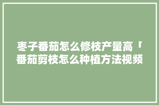 枣子番茄怎么修枝产量高「番茄剪枝怎么种植方法视频」 枣子番茄怎么修枝产量高「番茄剪枝怎么种植方法视频」 植物种类