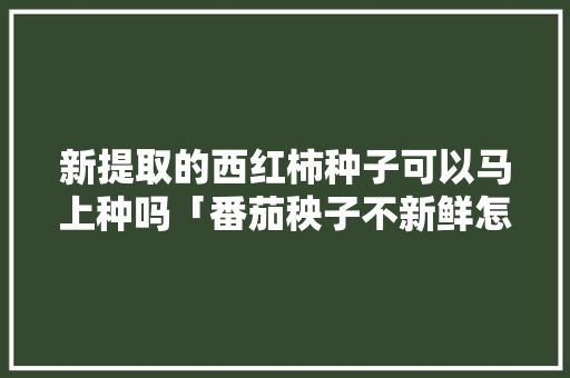 新提取的西红柿种子可以马上种吗「番茄秧子不新鲜怎么种植视频」