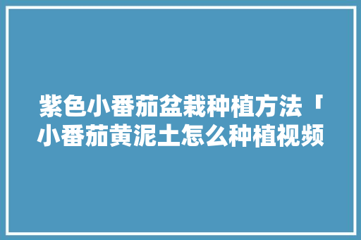 紫色小番茄盆栽种植方法「小番茄黄泥土怎么种植视频」 紫色小番茄盆栽种植方法「小番茄黄泥土怎么种植视频」 土壤施肥
