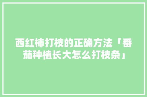 西红柿打枝的正确方法「番茄种植长大怎么打枝条」 西红柿打枝的正确方法「番茄种植长大怎么打枝条」 农业常识