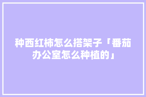 种西红柿怎么搭架子「番茄办公室怎么种植的」 种西红柿怎么搭架子「番茄办公室怎么种植的」 番茄种植技巧