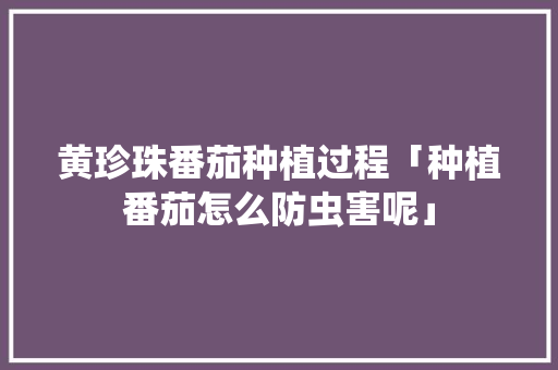 黄珍珠番茄种植过程「种植番茄怎么防虫害呢」 黄珍珠番茄种植过程「种植番茄怎么防虫害呢」 番茄病虫害防治