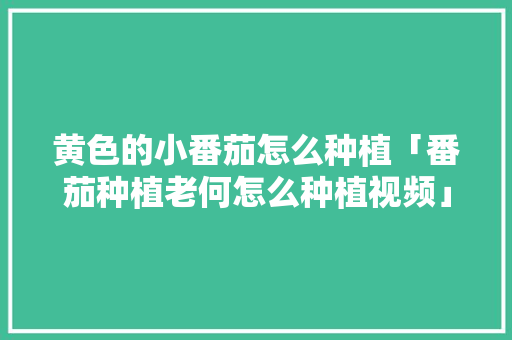 黄色的小番茄怎么种植「番茄种植老何怎么种植视频」 黄色的小番茄怎么种植「番茄种植老何怎么种植视频」 土壤施肥