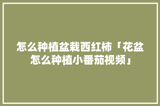 怎么种植盆栽西红柿「花盆怎么种植小番茄视频」 怎么种植盆栽西红柿「花盆怎么种植小番茄视频」 植物种类