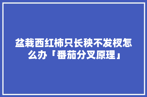 盆栽西红柿只长秧不发杈怎么办「番茄分叉原理」 盆栽西红柿只长秧不发杈怎么办「番茄分叉原理」 农业常识