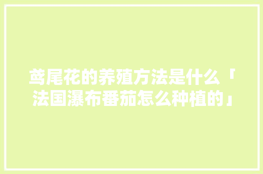 鸢尾花的养殖方法是什么「法国瀑布番茄怎么种植的」